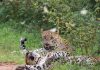 Discover Yala National Park: Full-Day Safari Highlights with Janaka Safari