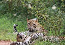 Discover Yala National Park: Full-Day Safari Highlights with Janaka Safari