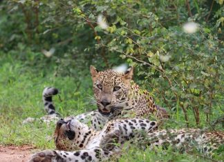 Discover Yala National Park: Full-Day Safari Highlights with Janaka Safari